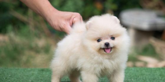 Кремові мішкі міні