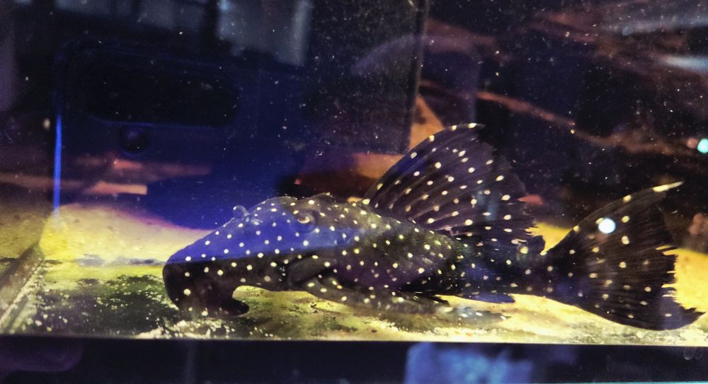 Zbrojnik L240 Hemiancistrus galaxias