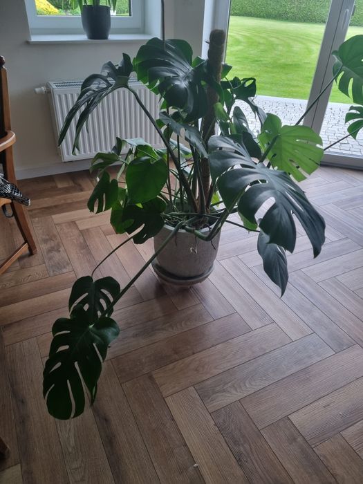 Monstera kwiat doniczkowy