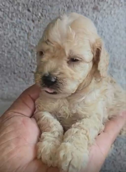 Menino Caniche Anao Perola