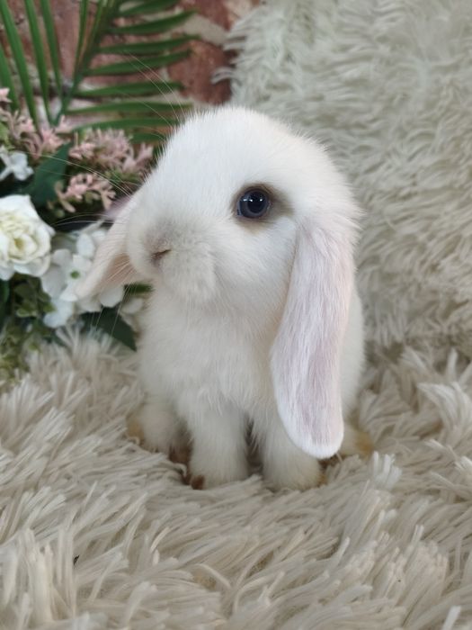 Mini lop króliki