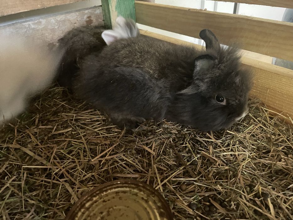 Sprzedam króliki miniaturki