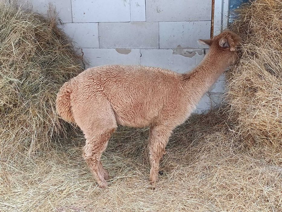 alpaka samiczka Light Fown