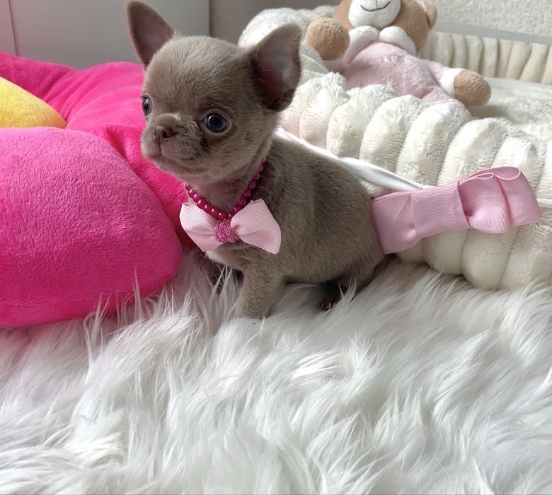 Chihuahua piękna liliowa suczka