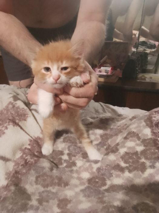 Отдам котят,в добрые руки,от сибирской кошки.