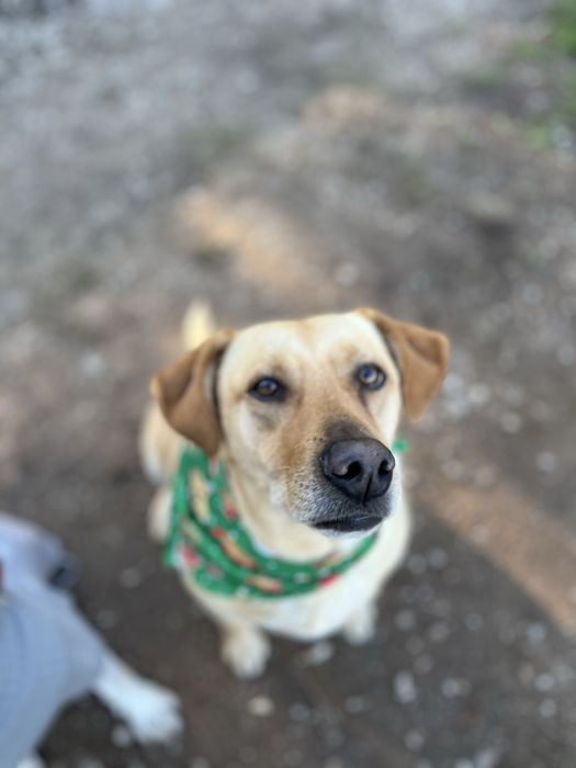 Pipoca- xLabradora para Adoção!