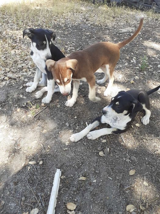 Cães para adopção de pequeno porte