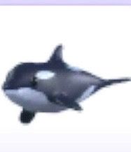 Orca Adopt me.   .
