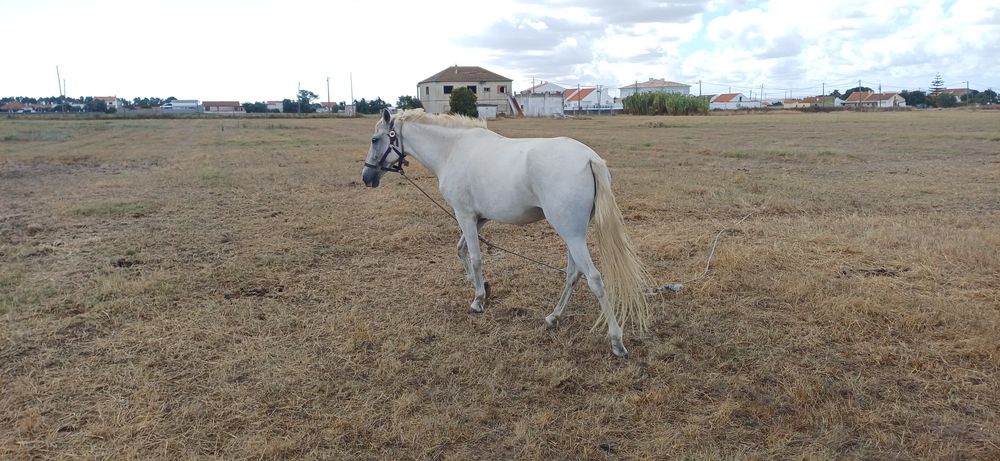Egua montada e engatada