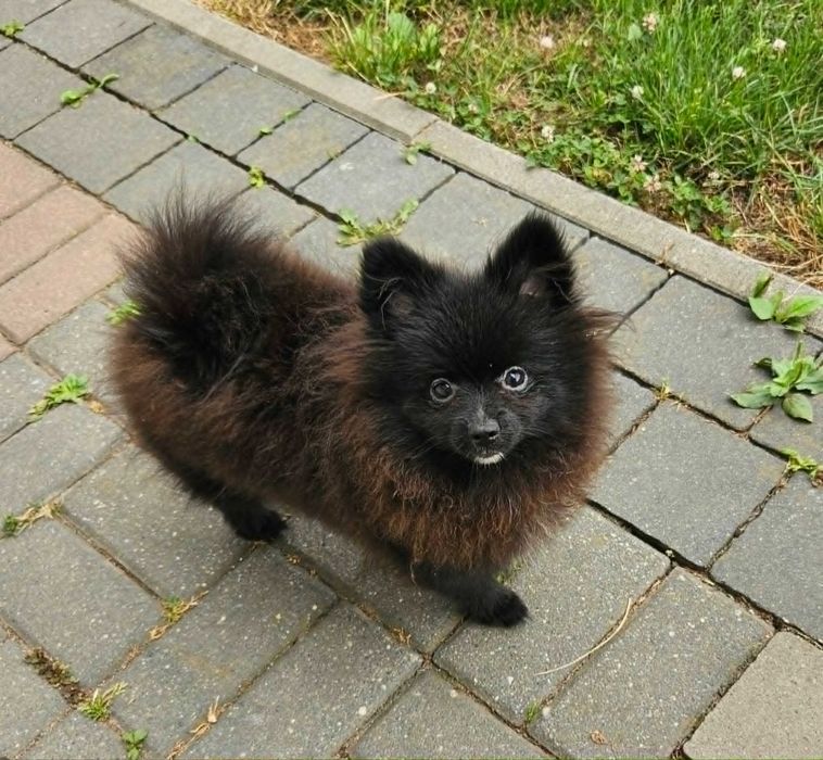 Szpic miniaturowy suczka