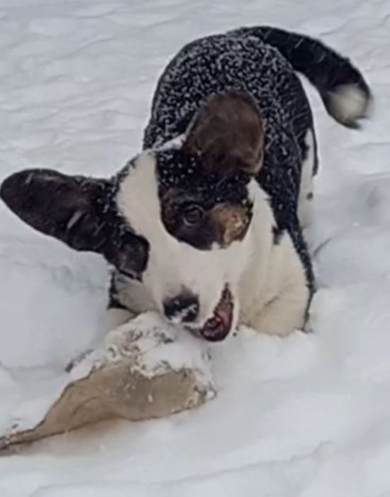 Очаровательная девочка  корги кардиган.  Кася !.,