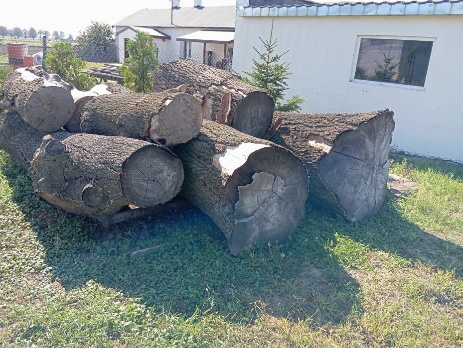 Kłody jesionowe sprzedam/zamienię