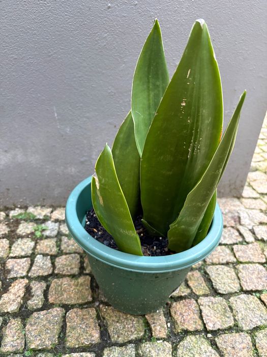 Planta Espada de S. Jorge