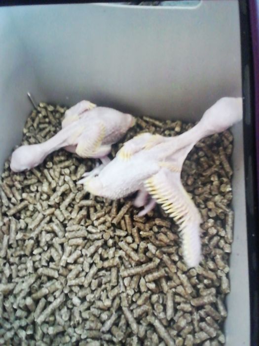 Dois ringnecks amarelos