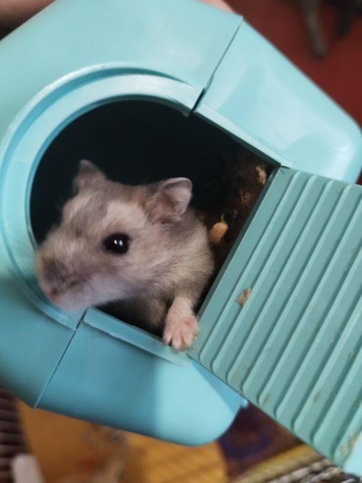 Хом'як джунгарик