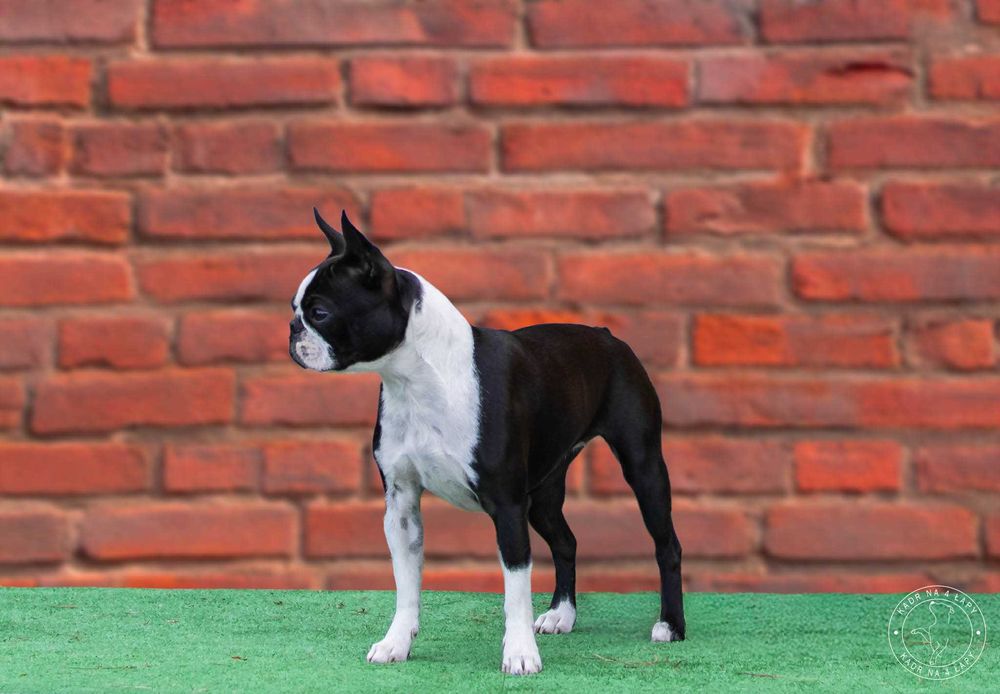 Suczka Boston Terrier - ZKwP/FCI o/Wrocław