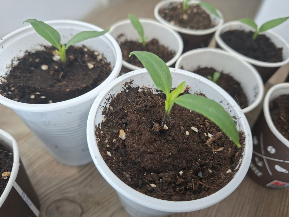 Plantas - Pimentas Picantes