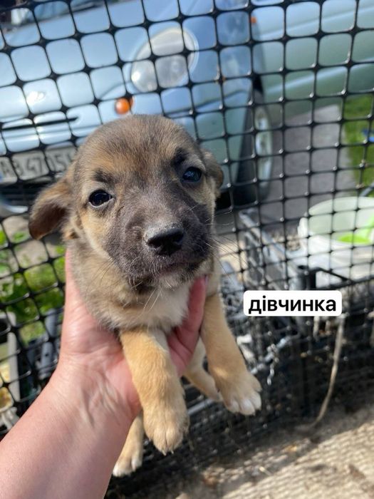 цуценята в хороші руки