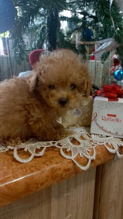 Шикарний тікап хлопчик той пуділя