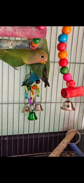 Vendo 2 Agapornis com gaiola