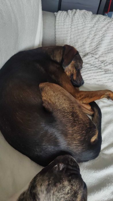 Cão carinhoso procura casa com espaço – não adequado para apartamento