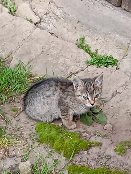 Oddam kotki w dobre ręce
