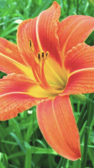 Піони та іриси.!