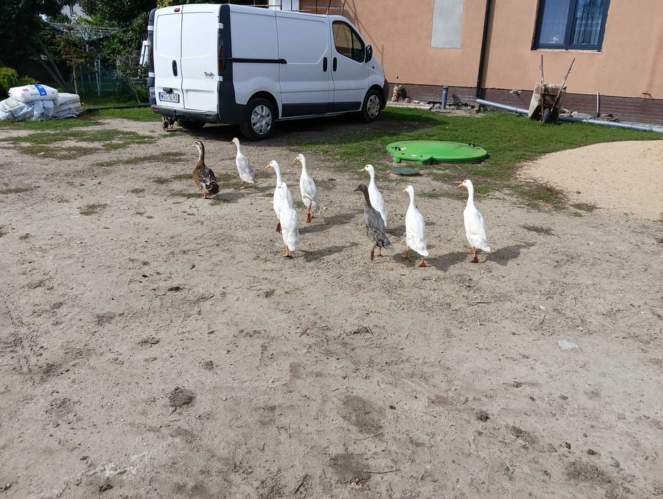 Biegusy i staropolskie