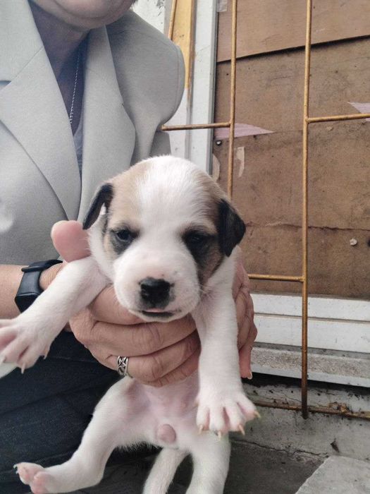 Продам гарних малят породи Піт-бультер'єр.