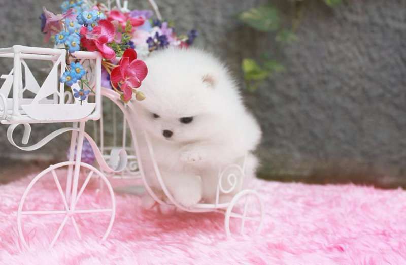 Померанский шпиц