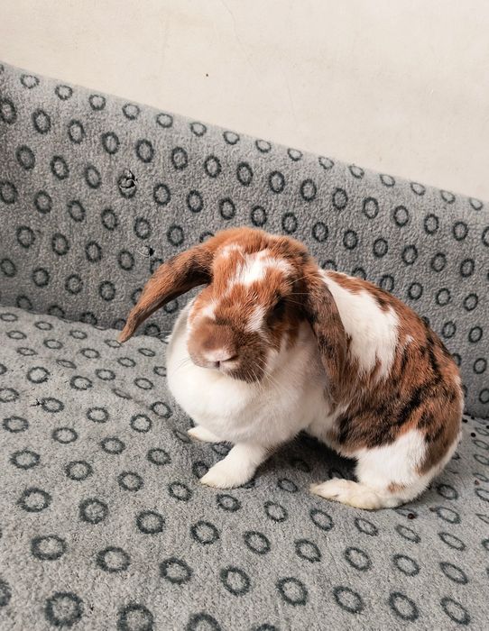 Króliczek do adopcji