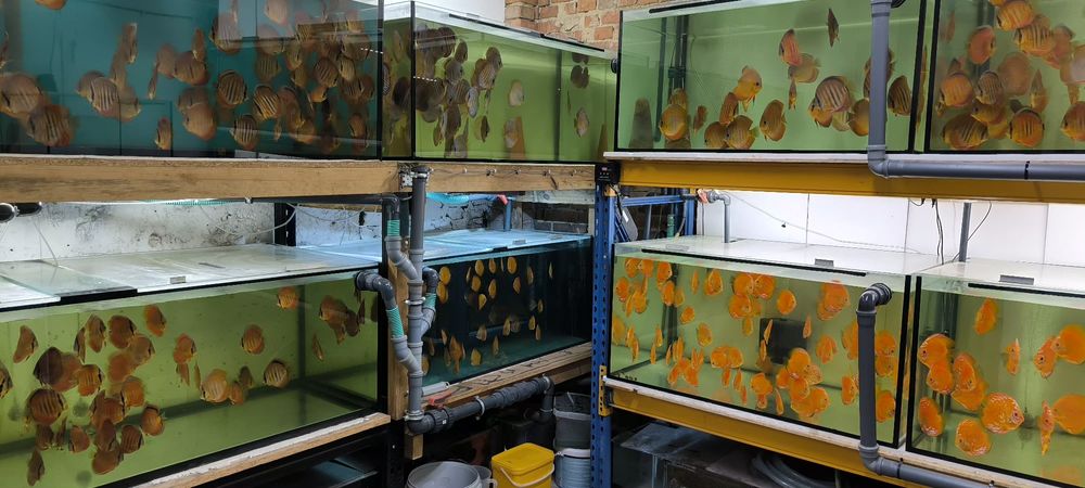 Paletki-Dyskowce-Hodowla