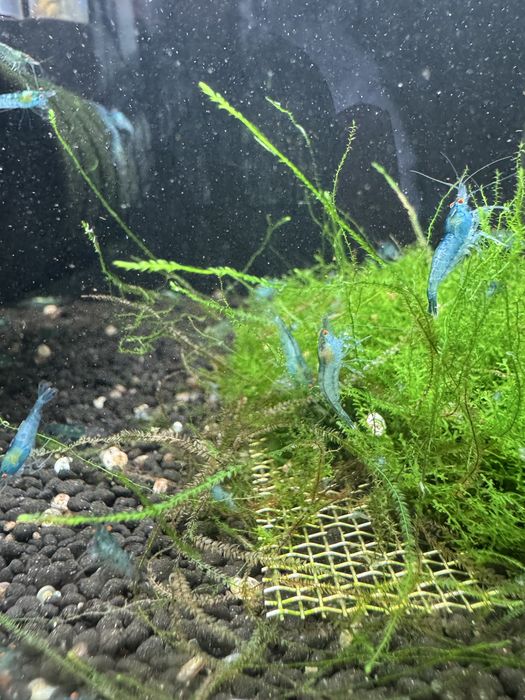 Neocaridina blue OE