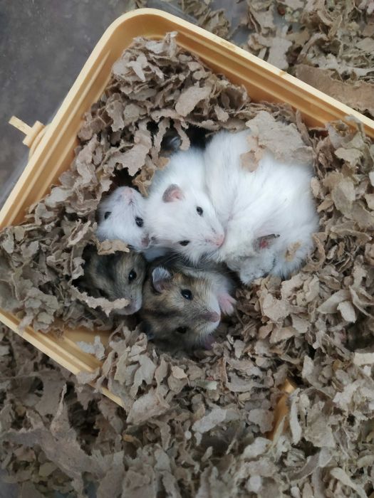 Джунгарські хом'ячки, джунгарики