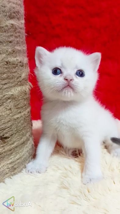 Шикарный прямоухий котик с голубыми глазами. Золотая шиншилла поинт