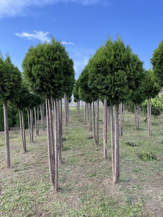 Duże Tuje Brabant 270cm ‼️PRODUCENT‼️ Wysokie Tuje Brabant do 4,5m‼️