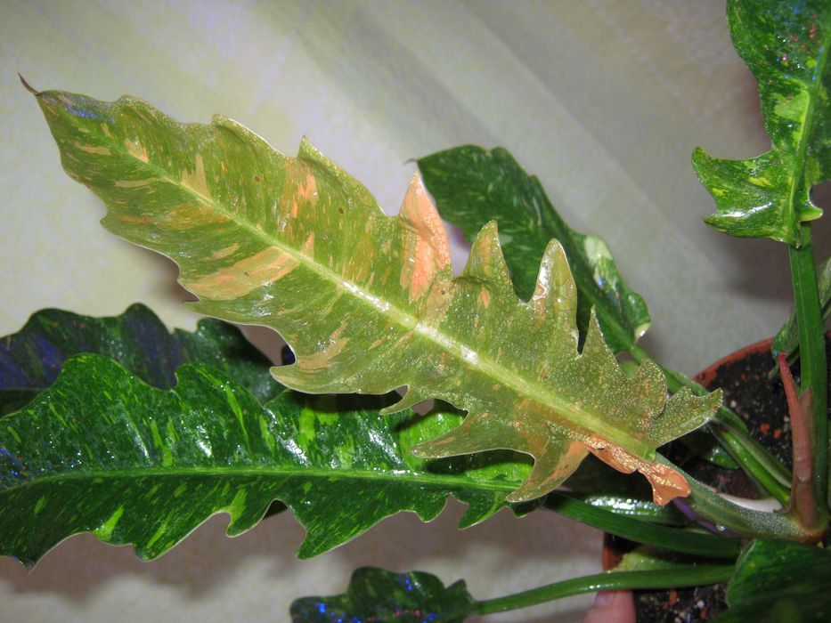 філодендрон рінг оф файер