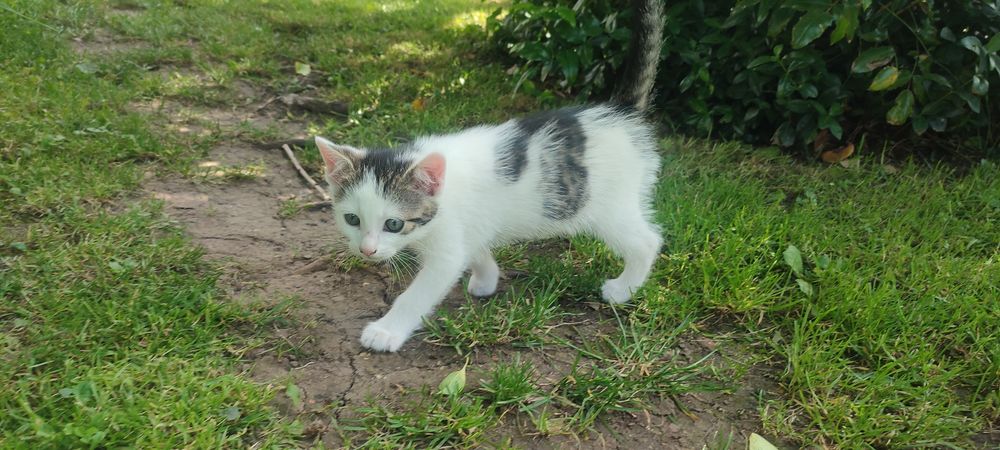 Oddam w dobre ręce kocięta