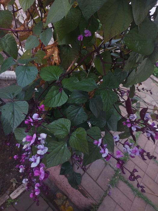 Насіння квітів доліхос