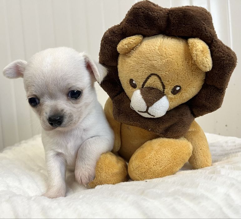 Chihuahua Macho Pelo Curto