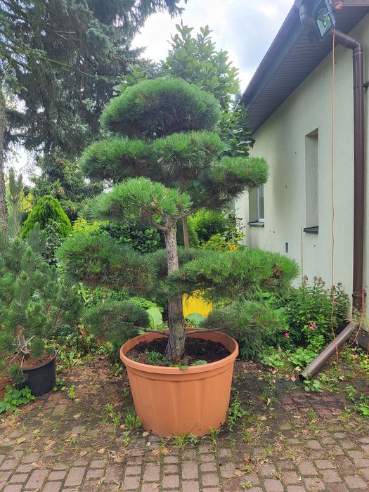 Bonsai niwaki sosna czarna piękny