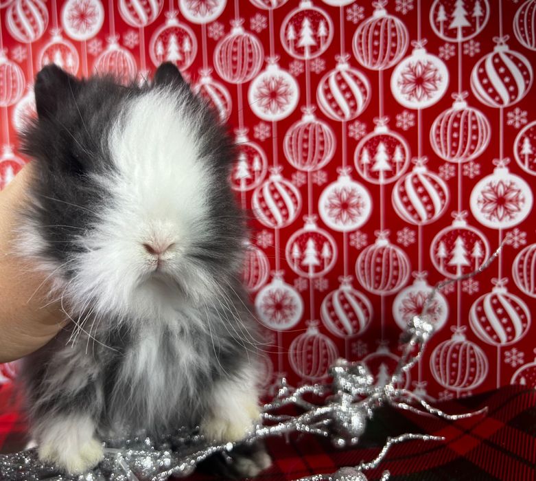 Piękne malutkie karzełki teddy karzełek teddy  mini teddy miniaturowe