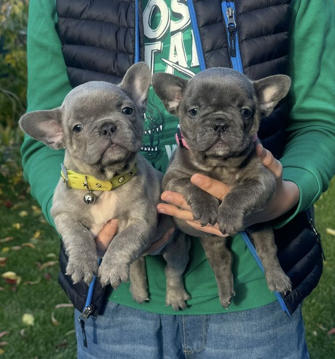 Типажні малята французький бульдог