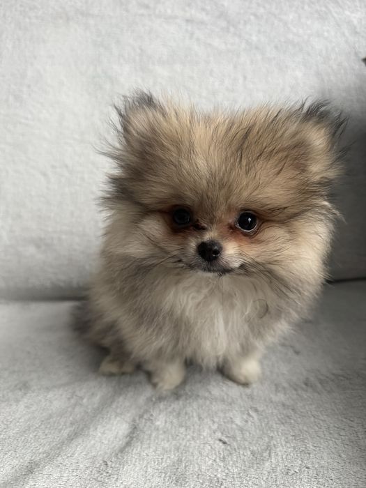 Szpic Miniaturowy Pomeranian Piesek XS Kolor Sable
