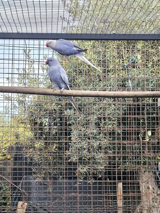 Casal de Ringnecks