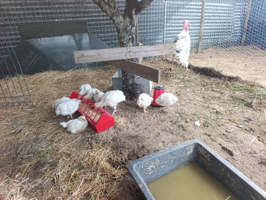 Galinhas patos  perus vendo