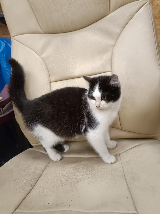 Oddam kotkę do dobrego domu