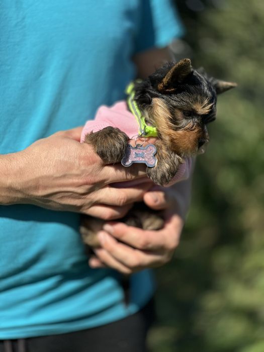 Йорк-дівчинка, яка стане вашою історією щастя. Йорки дівчатка