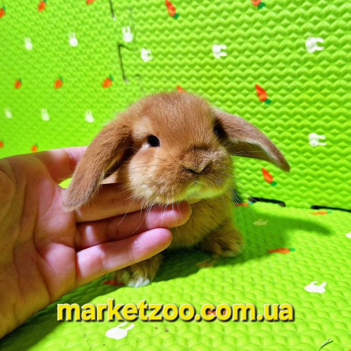 Чарівна кроленя породи Mini Lop шукає люблячий дім!карликовые кролики