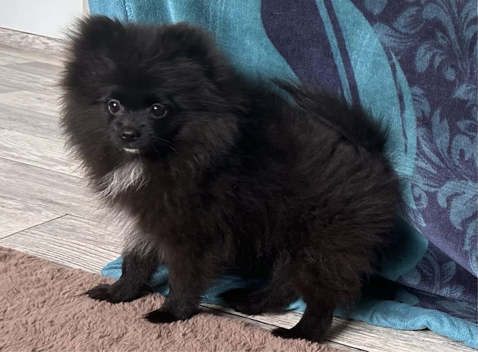 Zarezerwowana. Sprzedam czarną suczkę szpica miniaturowego